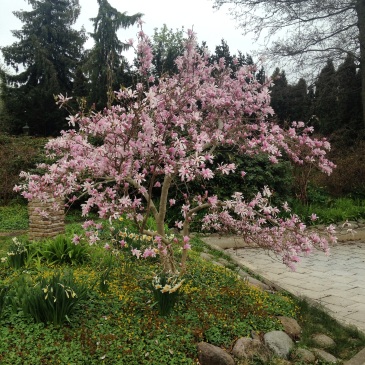 Vackert blommande liten magnolia