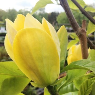 Stor gul magnoliablomma