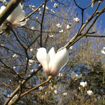 Magnolia biondii blommar i Alnarpsparken