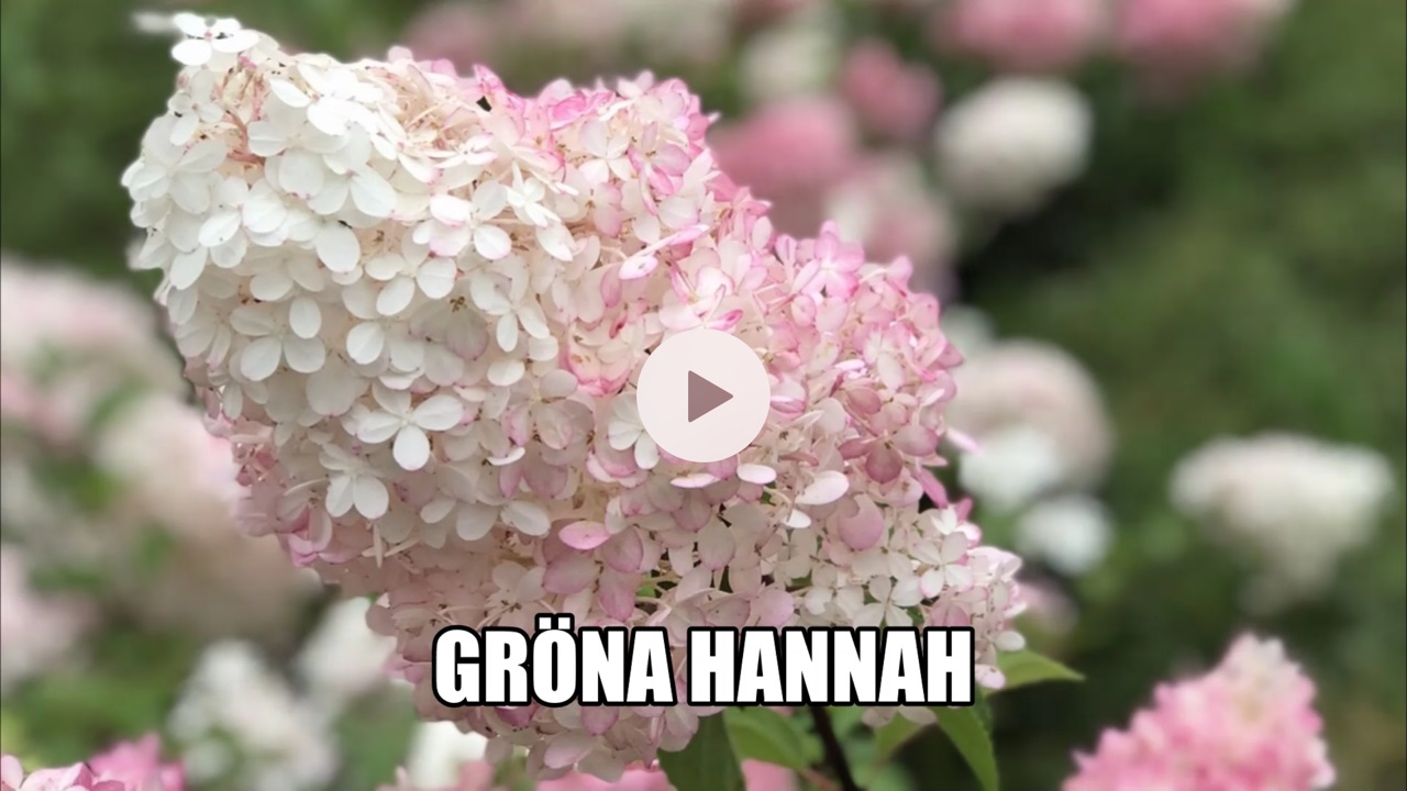 En vacken Syrenhortensia i vitt och rosa som är en Youtube video från kontot Gröna Hannah på Youtube.