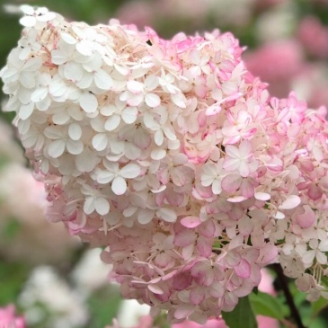 Stor syrenhortensia blom klase som är rosa i basen och fortfarande vit i toppen.