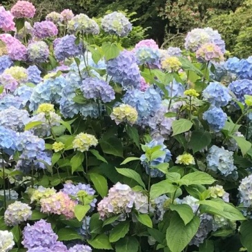 Bulliga blå och rosa trädgårdshortensior