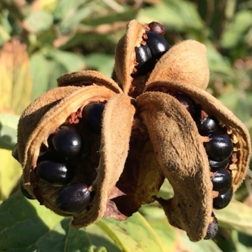 En pion frö kapsel full med svarta blanka släta frön som är mogna att skörda.